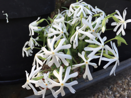 Phlox bifida 'Alba'